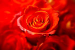 CCP08_0544